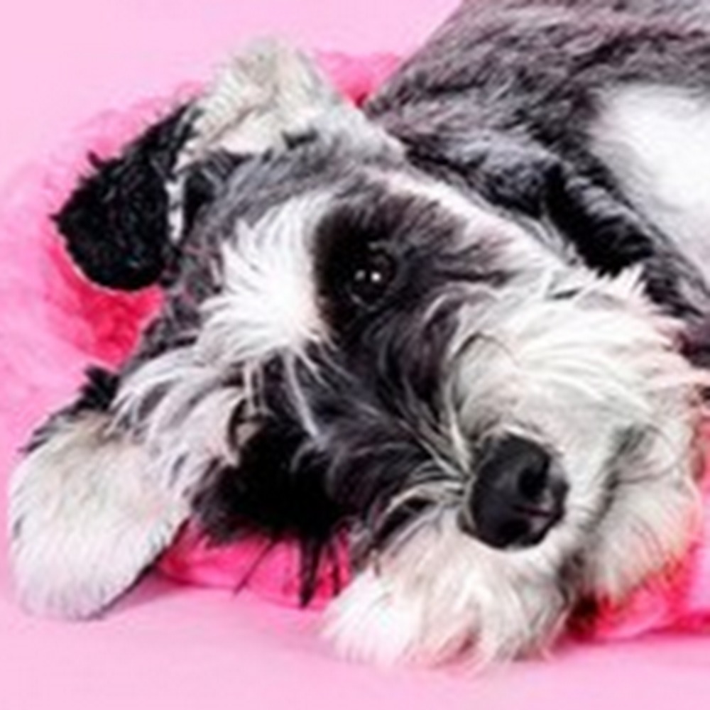 Meet your Posher, G.